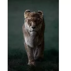Fierce meaning