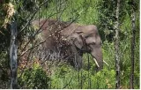 Arikompan is partially blind  says kerala forest department report