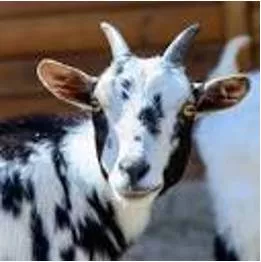 Spotted - Marked or decorated with spots.