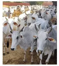 Court pulls up mcd over disposal of cattle carcasses