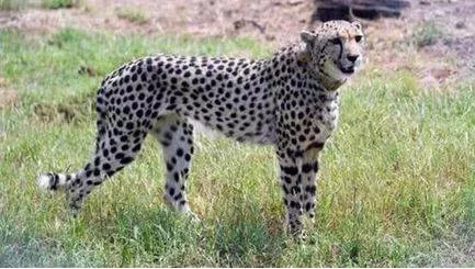 Mp  mistaking them for dacoits  villagers attack cheetah tracking team