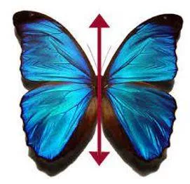 Bilateral meaning