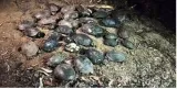 56 flapshell  black turtles dead in fire in private land in kasaragod