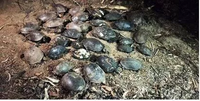 56 flapshell  black turtles dead in fire in private land in kasaragod