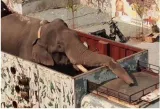 Arikompan captured in theni district  to find a new home in kalakad tiger reserve