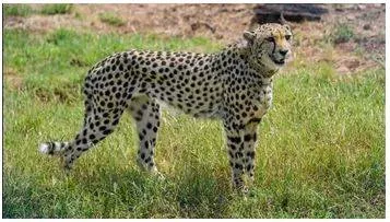 Cheetah roaming near urban area tranquilised  brought back to kuno national park