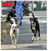 Kerala govt  comes under fire after strays maul disabled boy
