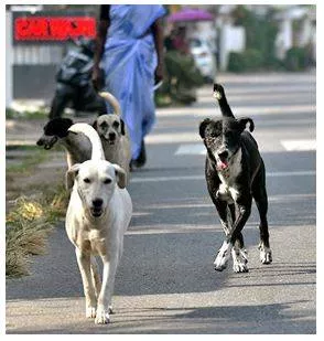 Kerala govt  comes under fire after strays maul disabled boy