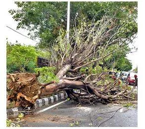 Hc directs two police officers to plant 100 trees in city