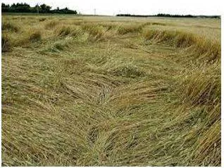 Lodged - Flattened by wind or rain.