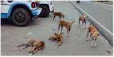 Sc lists plea to euthanise rabid stray dogs in kerala