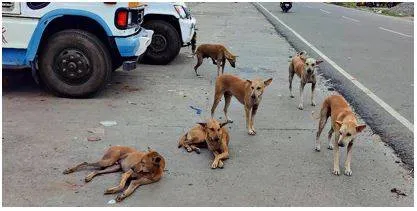 Sc lists plea to euthanise rabid stray dogs in kerala