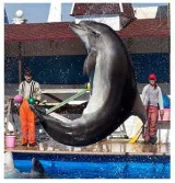 U k  accuses russia of ‘training combat dolphins’ in crimea