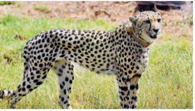 Why is it a prestige issue  supreme court to government on cheetah deaths