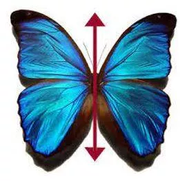Bilateral - Having or relating to two sides; affecting both sides.