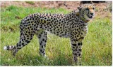 Experts go back on letter raising concern over cheetah deaths