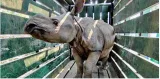 Assam’s manas tiger reserve 63% short of sanctioned staff  environment minister told