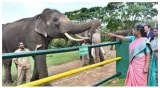 Mahouts bomman and bellie allege exploitation by documentary makers