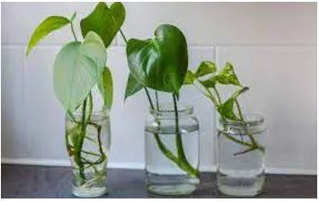 Propagate meaning