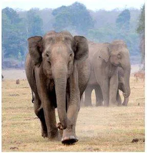 Number of elephants in karnataka goes up by 364 from last count  touches 6 395