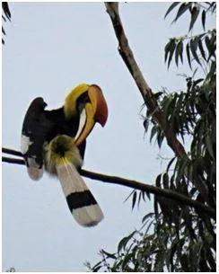 275 bird species counted during survey at corbett tiger reserve