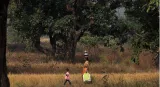 With amended act kicking in  odisha has no ‘deemed forest’