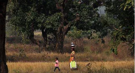 With amended act kicking in  odisha has no ‘deemed forest’