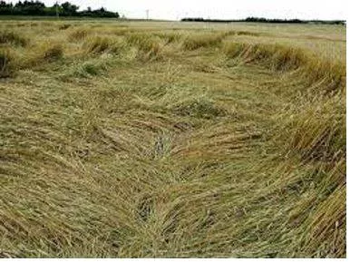 Lodged - Flattened by wind or rain.