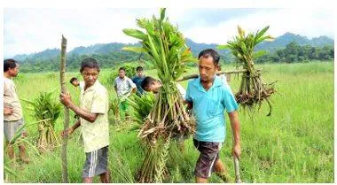 Catering to diet of elephants to prevent conflicts with humans in assam