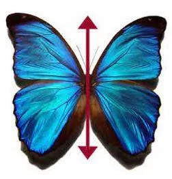 Bilateral meaning