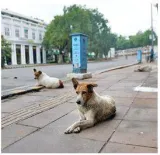 Comply with rules on capture  release of stray dogs  orders hc