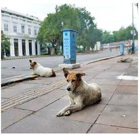 Comply with rules on capture  release of stray dogs  orders hc