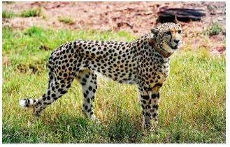 Kuno cheetahs to be released into the wild in winter with collars on