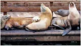 San diego shuts popular beaches to protect sea lions