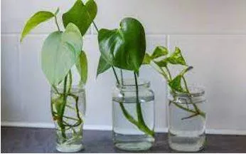 Propagated meaning