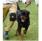 High court refuses to entertain pil to ban ‘dangerous’ dog breeds