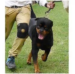 High court refuses to entertain pil to ban ‘dangerous’ dog breeds
