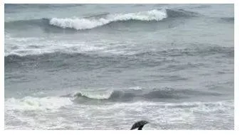 Deep depression over bay of bengal may turn into cyclone by monday evening  imd