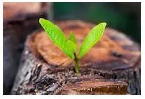 Emerging meaning