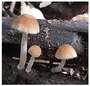 Researchers identify a new mushroom species from the western ghats