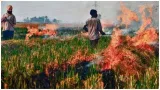 Amid delhi air pollution  supreme court's strong words for punjab over stubble burning  'stop it’