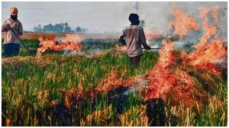 Amid delhi air pollution  supreme court's strong words for punjab over stubble burning  'stop it’