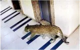 Bengaluru to get exclusive rapid response team to capture leopards