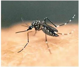 Zika virus cases  centre asks states to intensify surveillance