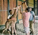 Assam cm triggers ‘name game’ for baby giraffe in zoo