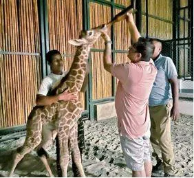 Assam cm triggers ‘name game’ for baby giraffe in zoo