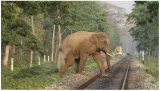 Ai based detection system expected to be installed along bengal railway tracks