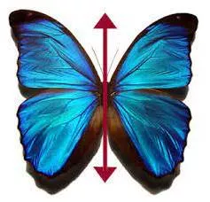 Bilateral meaning