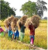 Chhattisgarh transfers outstanding paddy bonus to 12 lakh farmers