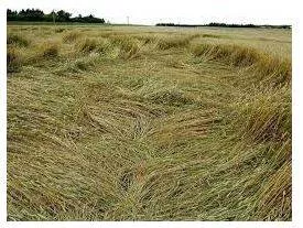 Lodged - Flattened by wind or rain.